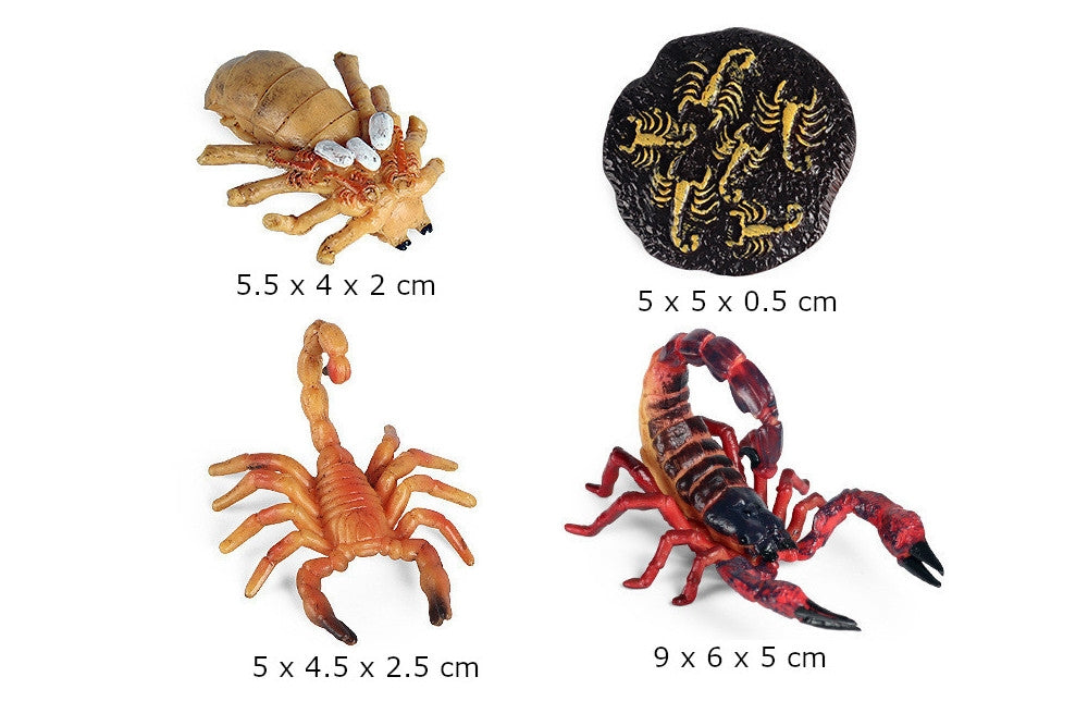 Life Cycle of a Scorpion with Tray