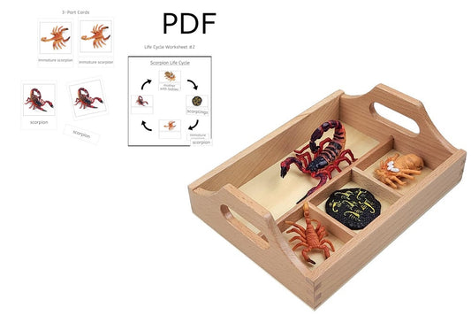 Life Cycle of a Scorpion with Tray