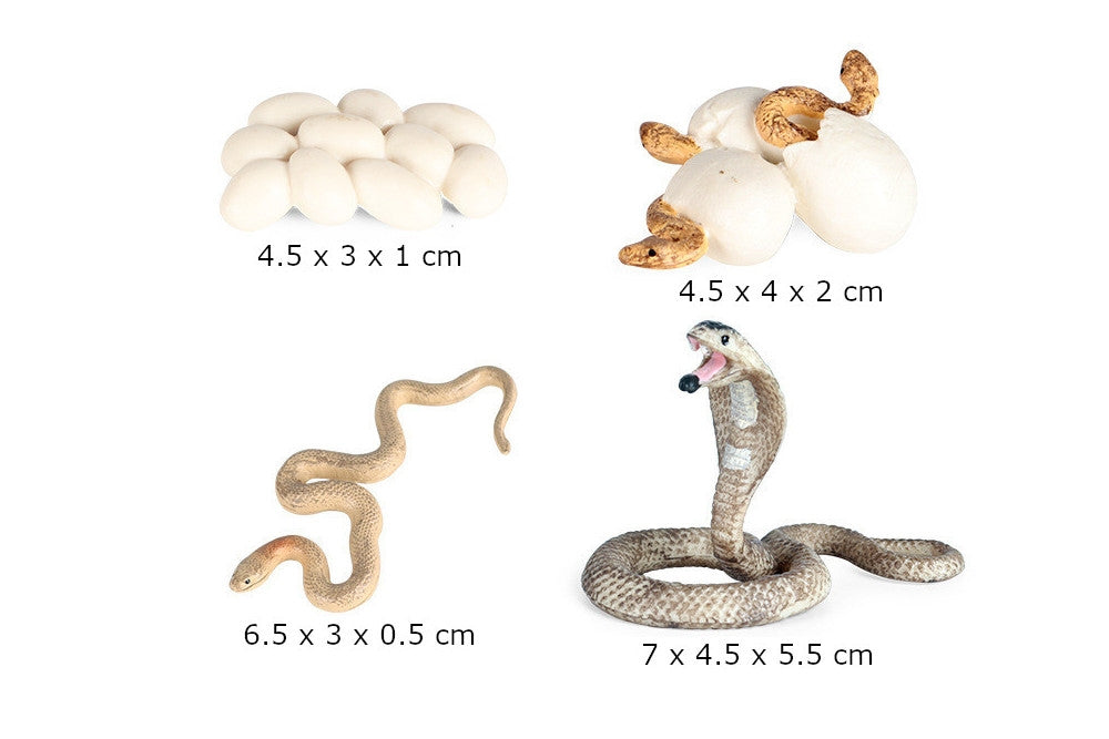 Life Cycle of a Snake