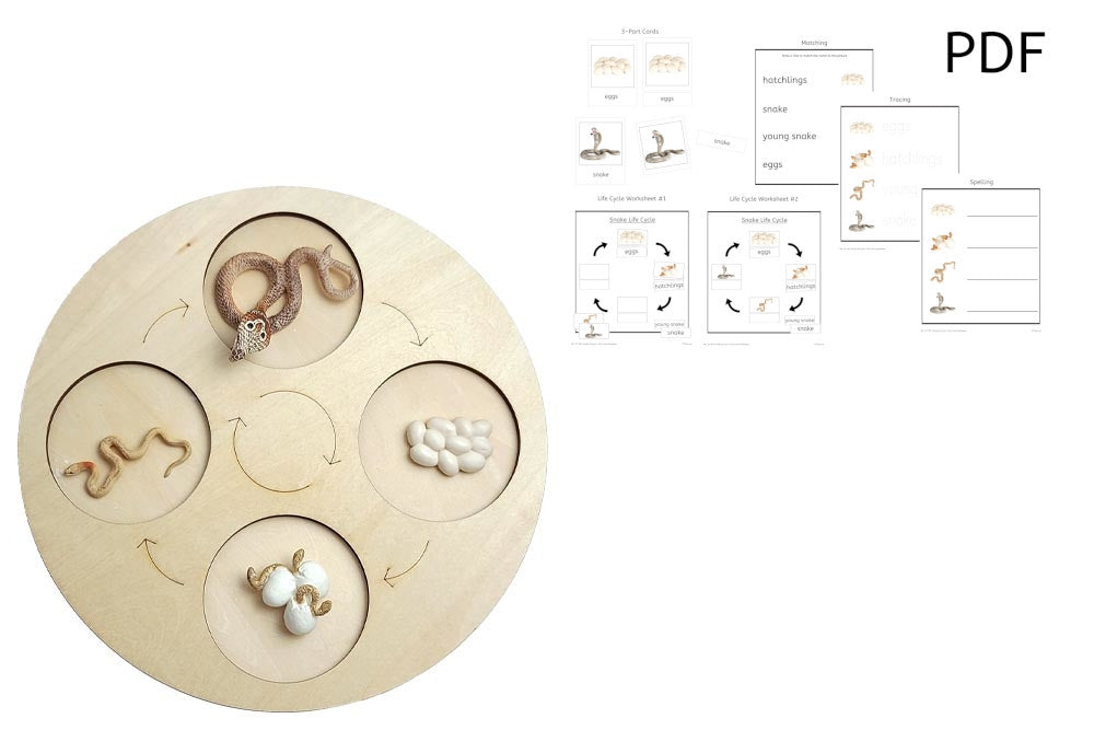 Life Cycle of a Snake with Tray