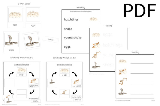 Snake Life Cycle 3-Part Cards & Worksheets (PDF)