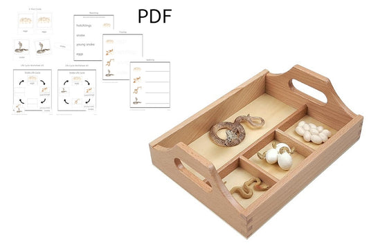 Life Cycle of a Snake with Tray