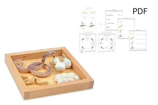 Life Cycle of a Snake with Tray