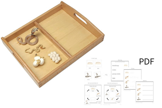 Life Cycle of a Snake with Tray and PDF set