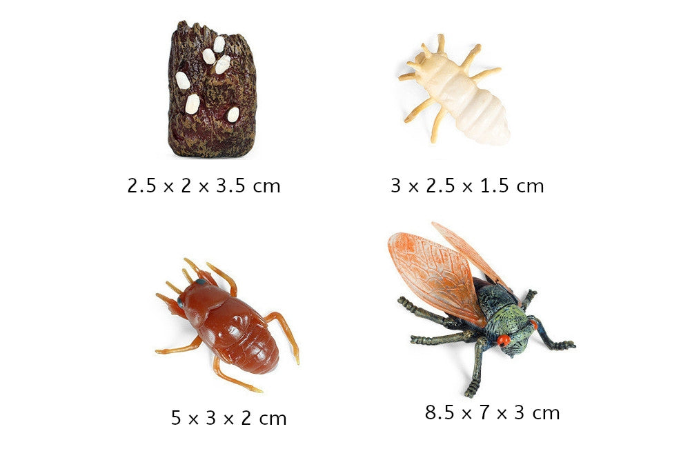 Models of Cicada Life Cycle