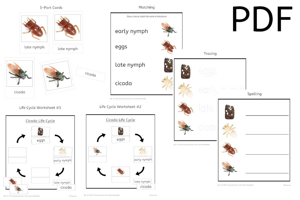 Cicada Life Cycle 3-Part Cards & Worksheets (PDF)