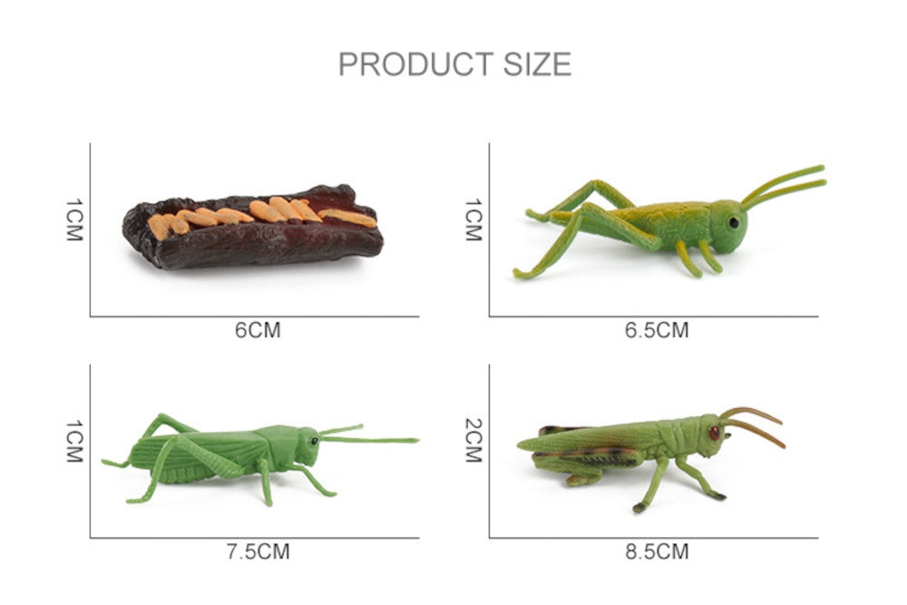 Models of Grasshopper Life Cycle with Demo Tray and PDF Cards