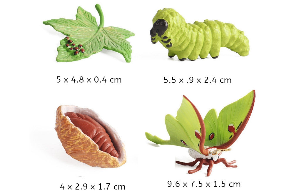 Models of Moth Life Cycle