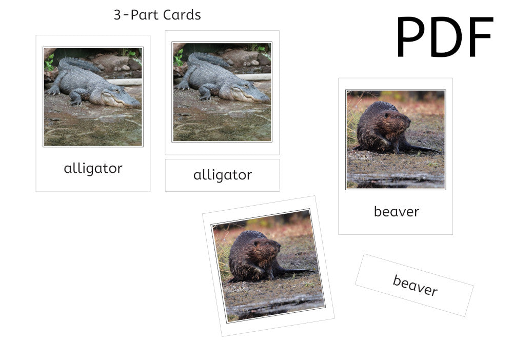 Wetland Animals 3-Part Cards (PDF)