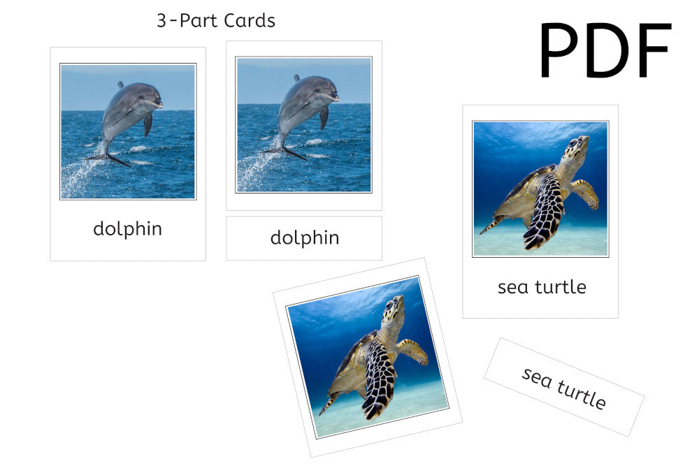 Ocean Animals 3-Part Cards (PDF)