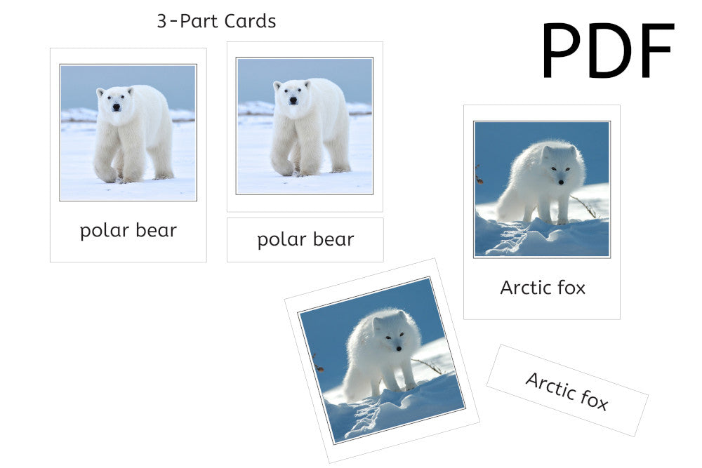 Tundra Animals 3-Part Cards (PDF)