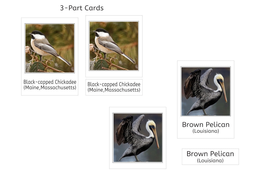 State Birds of the USA (PDF)