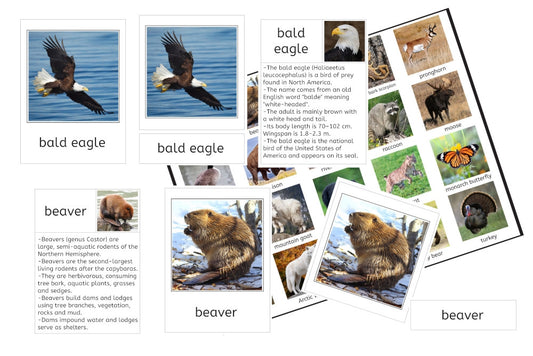 Animals of North America 3-Part Cards and Fact Cards (PDF)