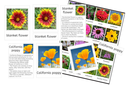 Flowers of North America 3-Part Cards and Fact Cards (PDF)