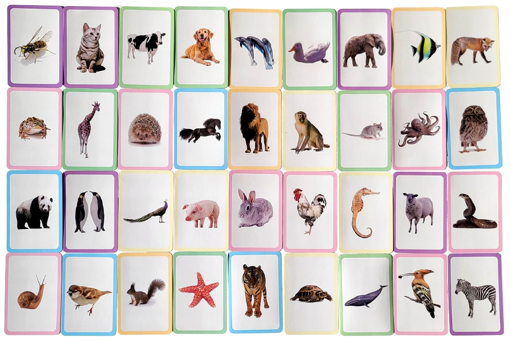 Animal Flashcards