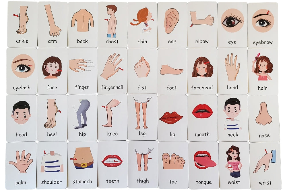 Human Body Flashcards