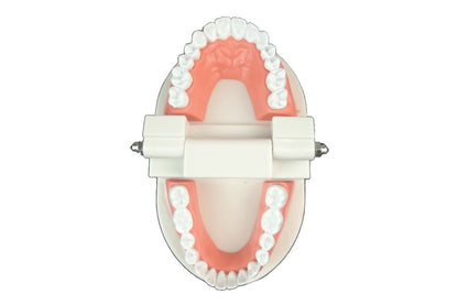 Plastic Tooth Model and Tooth Chart