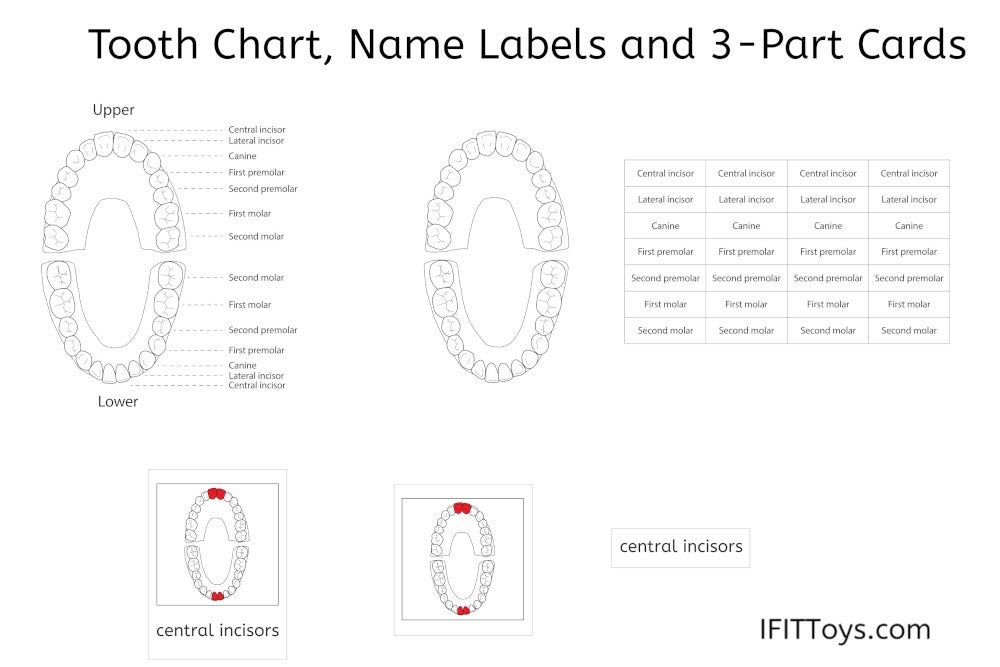 Tooth Chart, Name Labels and 3-Part Cards (PDF)