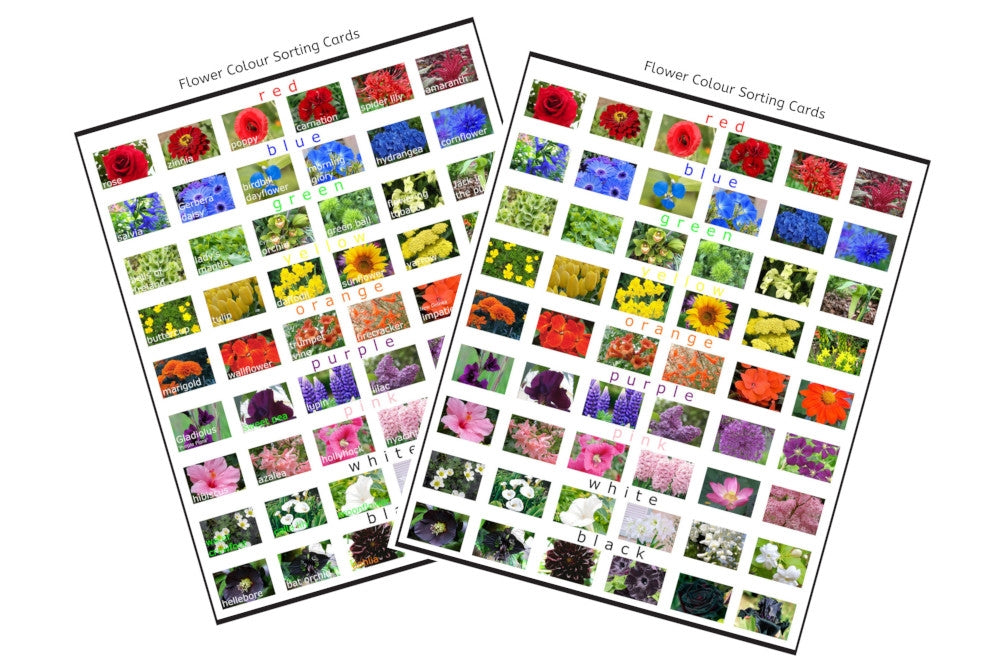 Flower Colour Sorting Cards (PDF)