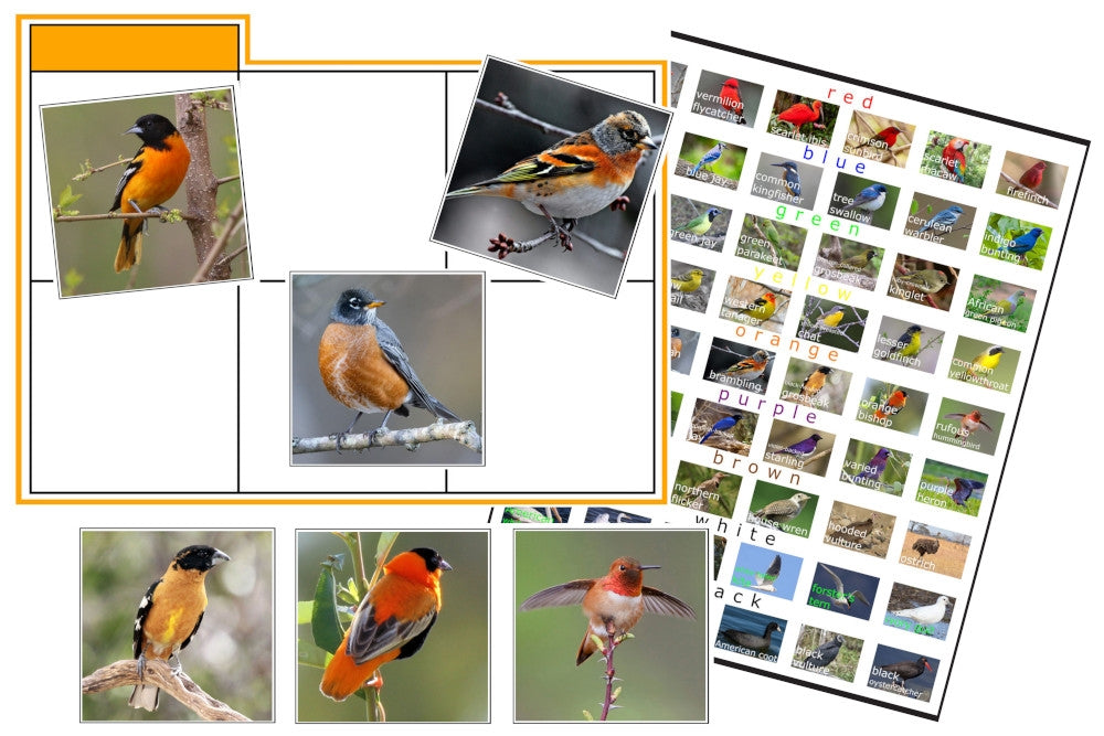 Bird Colour Sorting Cards (PDF)