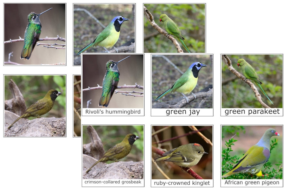 Bird Colour Sorting Cards (PDF)