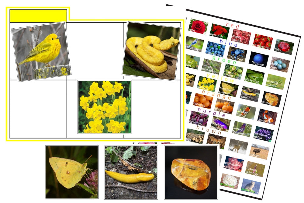 Colours In Nature Sorting Cards (PDF)