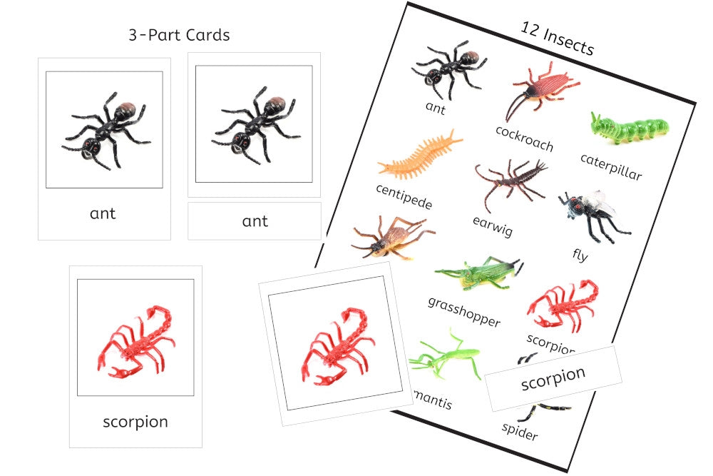 12 Plastic Insects and PDF 3-Part Cards